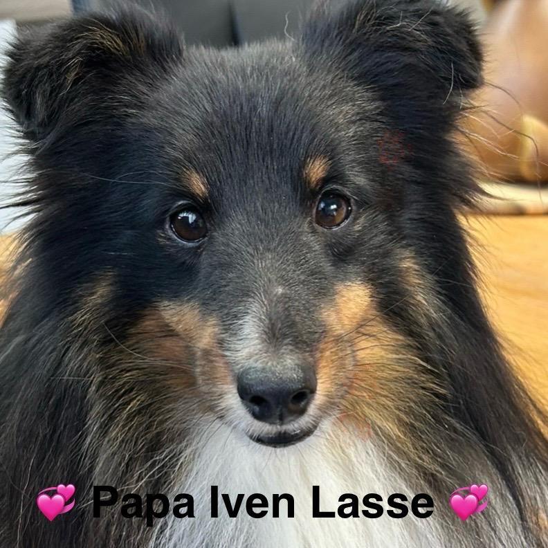 Iven Lasse