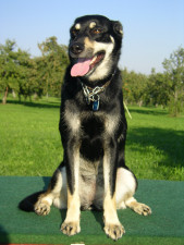 Hundeblicke