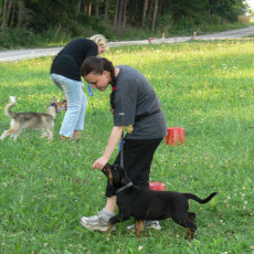 Jogis Huschu6 Jogis Huschu6