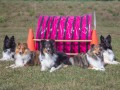 Jogis Hundeschule 052 Jogis Hundeschule 052