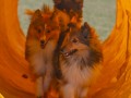 Jogis Hundeschule 055 Jogis Hundeschule 055