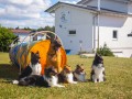 Jogis Hundeschule 057 Jogis Hundeschule 057