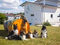 Jogis Hundeschule 058 Jogis Hundeschule 058