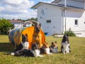 Jogis Hundeschule 060 Jogis Hundeschule 060