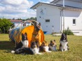 Jogis Hundeschule 063 Jogis Hundeschule 063