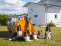 Jogis Hundeschule 065 Jogis Hundeschule 065
