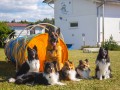 Jogis Hundeschule 067 Jogis Hundeschule 067