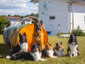 Jogis Hundeschule 068 Jogis Hundeschule 068
