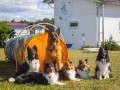 Jogis Hundeschule 069 Jogis Hundeschule 069