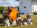 Jogis Hundeschule 071 Jogis Hundeschule 071
