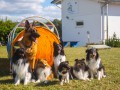 Jogis Hundeschule 072 Jogis Hundeschule 072
