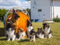 Jogis Hundeschule 073 Jogis Hundeschule 073