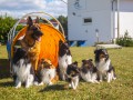 Jogis Hundeschule 074 Jogis Hundeschule 074