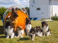 Jogis Hundeschule 075 Jogis Hundeschule 075