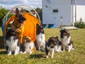 Jogis Hundeschule 077 Jogis Hundeschule 077