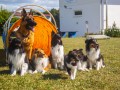 Jogis Hundeschule 078 Jogis Hundeschule 078