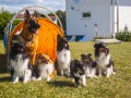 Jogis Hundeschule 079 Jogis Hundeschule 079