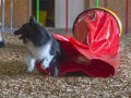 Jogis Hundeschule 089 Jogis Hundeschule 089