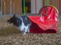 Jogis Hundeschule 090 Jogis Hundeschule 090